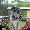 Danko tiene padres excelentes, pero su tono de piel no se inscribe con pedigree, pero es de suma calidad. Danko tiene padres excelentes, pero su tono de piel no se inscribe con pedigree, pero es de suma calidad.